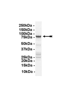 Eurofins DiscoverX PP5 Protein, Active 250 &mu;g | Buy Online | Eurofins DiscoverX | Fisher Scientific
